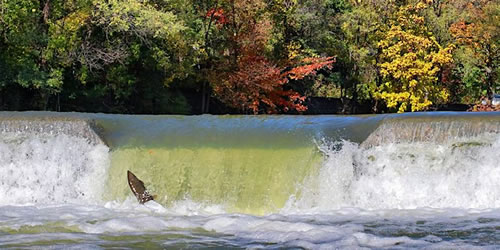 Great Fall Migration Walk with Lost Rivers